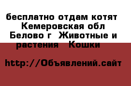 бесплатно отдам котят  - Кемеровская обл., Белово г. Животные и растения » Кошки   